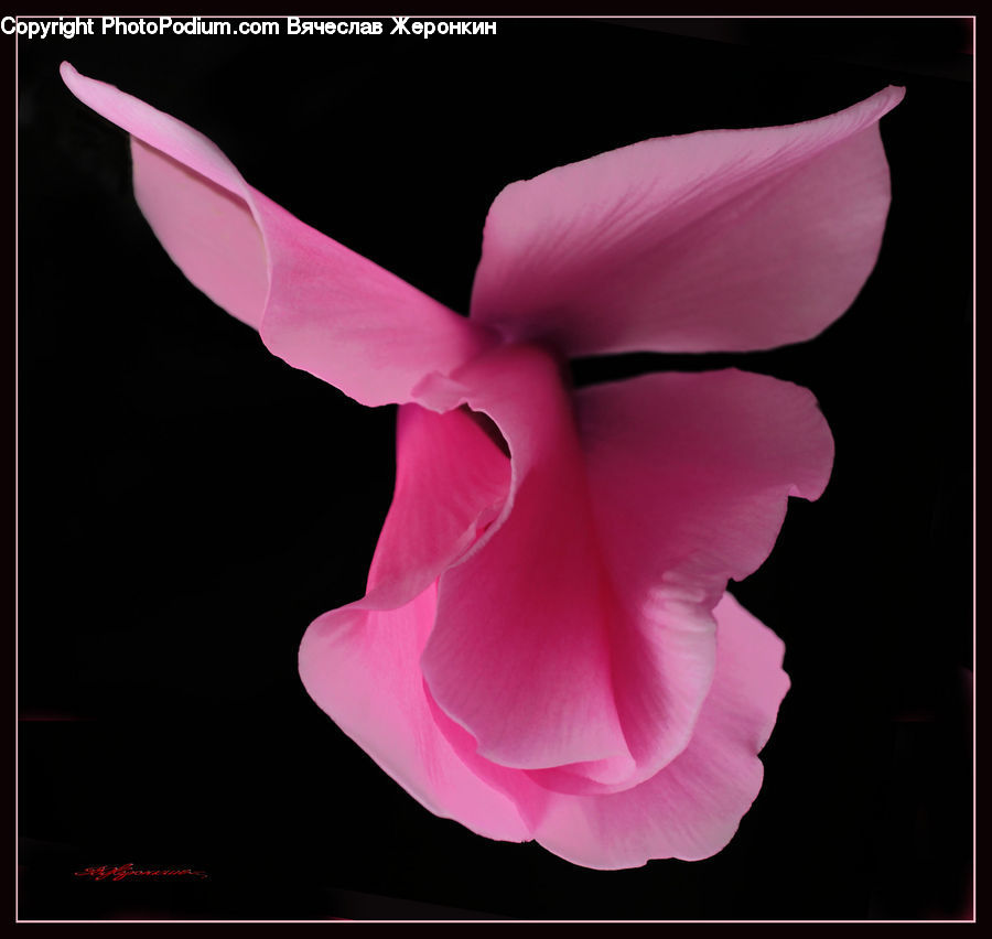 Flora, Flower, Gladiolus, Plant, Blossom, Carnation