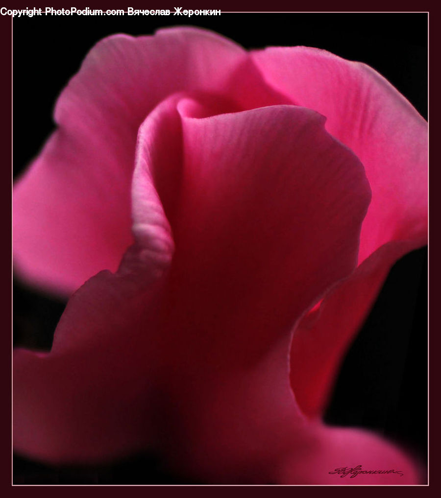Blossom, Flora, Flower, Geranium, Plant, Gladiolus, Carnation
