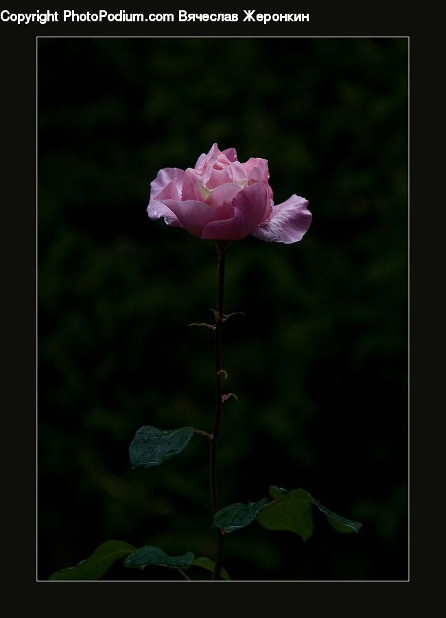 Ivy, Plant, Vine, Blossom, Flora, Flower, Geranium