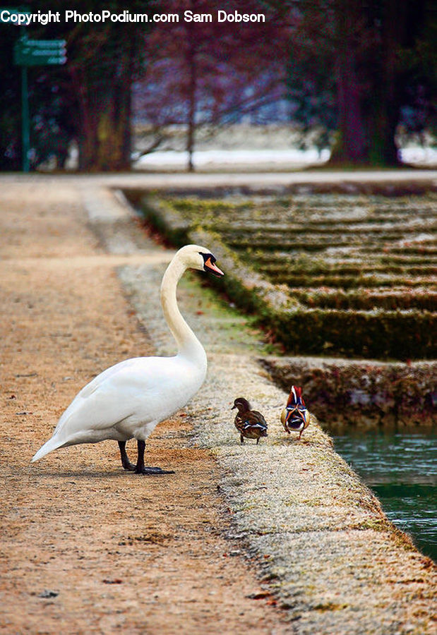 Bird, Swan, Waterfowl, Goose, Crane Bird, Heron, Beak