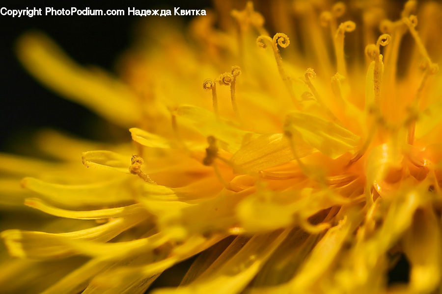 Flora, Pollen, Blossom, Flower, Plant, Asteraceae, Dill