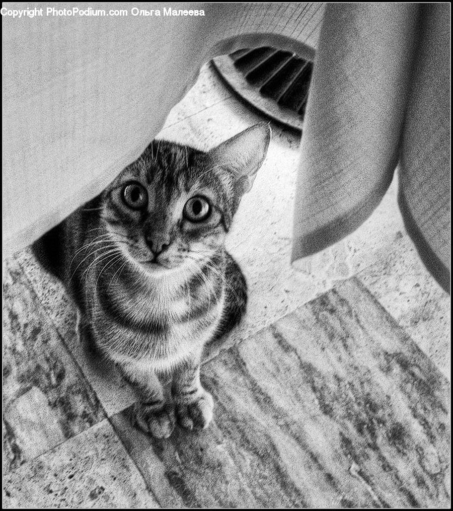 Adorable, Abyssinian, Animal, Cat, Mammal, Pet, Collage