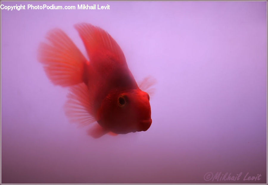 Carp, Fish, Goldfish, Sea Life