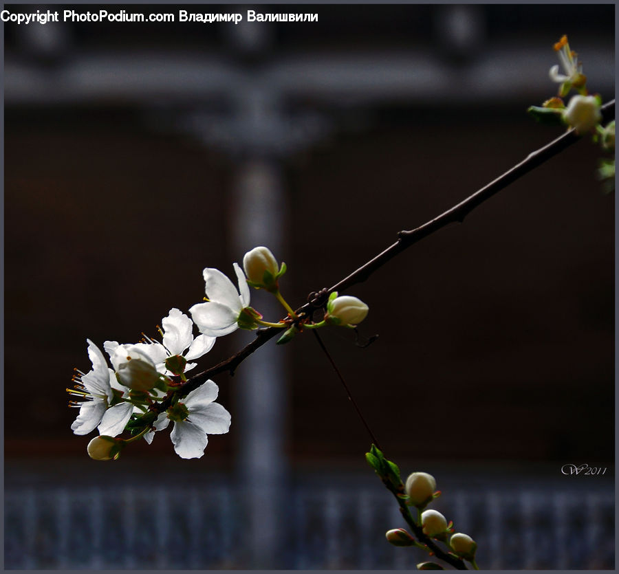 Blossom, Flora, Flower, Plant, Cherry Blossom, Petal, Lupin