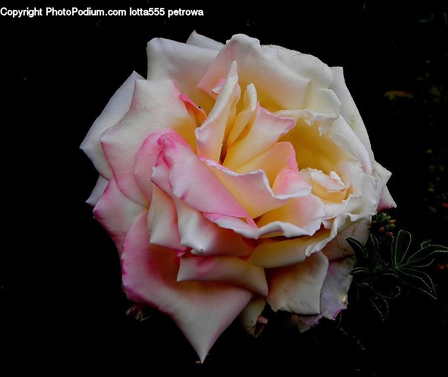 Plant, Potted Plant, Blossom, Flower, Rose, Flora, Petal