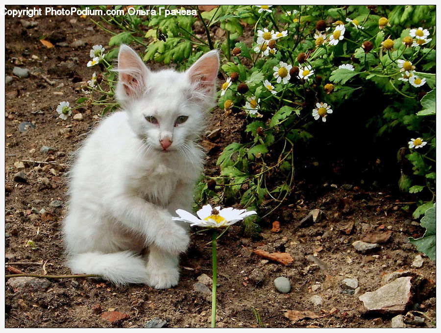 Animal, Cat, Kitten, Mammal, Pet, Soil, Siamese