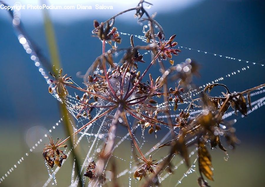 Arachnid, Garden Spider, Insect, Invertebrate, Spider, Blossom, Flora