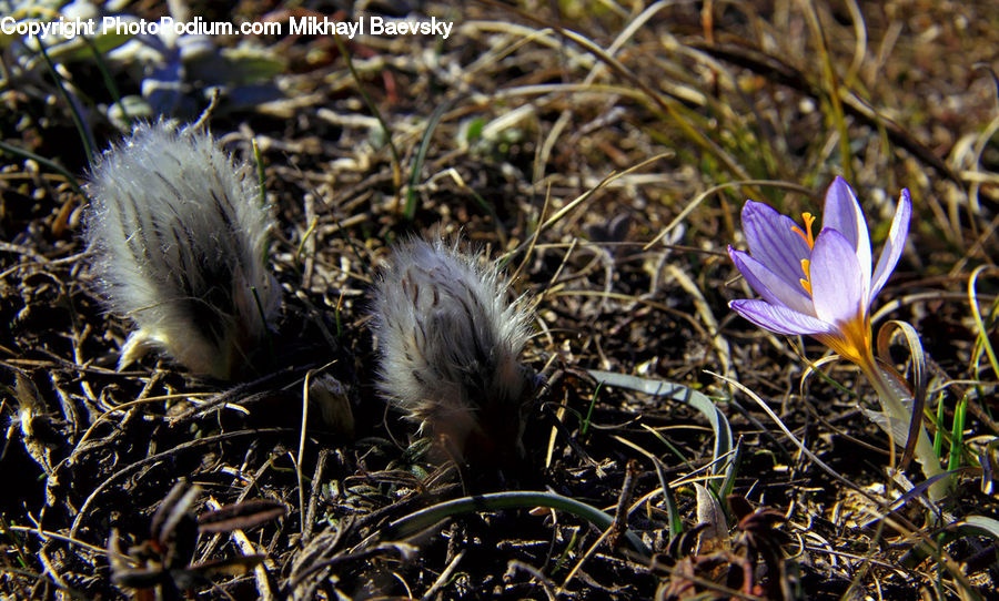 Blossom, Crocus, Flora, Flower, Plant, Field, Grass