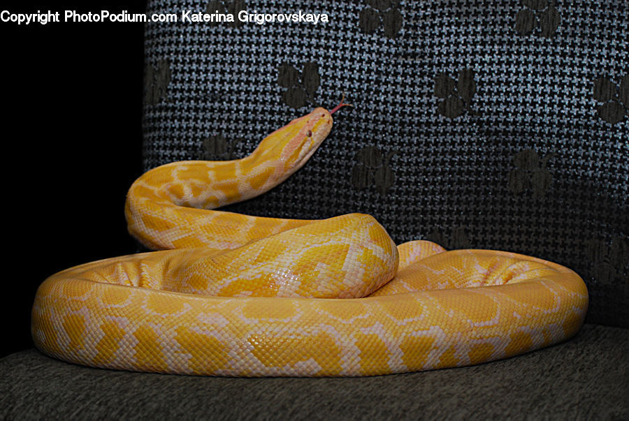 Reptile, Snake, Citrus Fruit, Fruit, Grapefruit