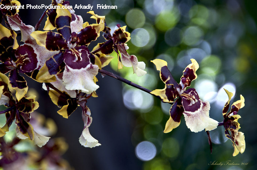 Bee, Hornet, Insect, Invertebrate, Wasp, Blossom, Flora