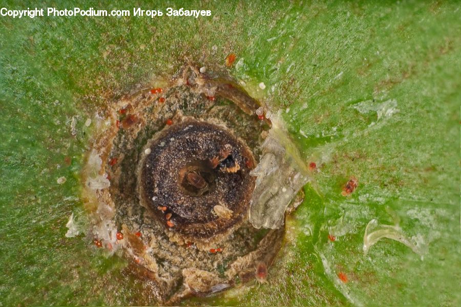 Tree Stump, Soil