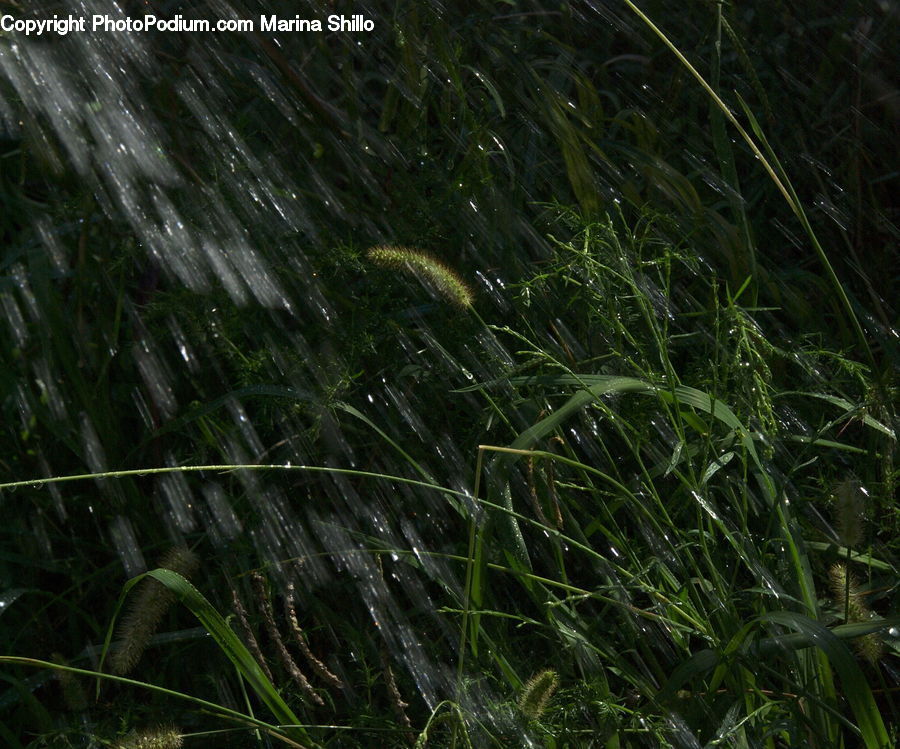 Field, Grass, Grassland, Plant, Forest, Jungle, Vegetation