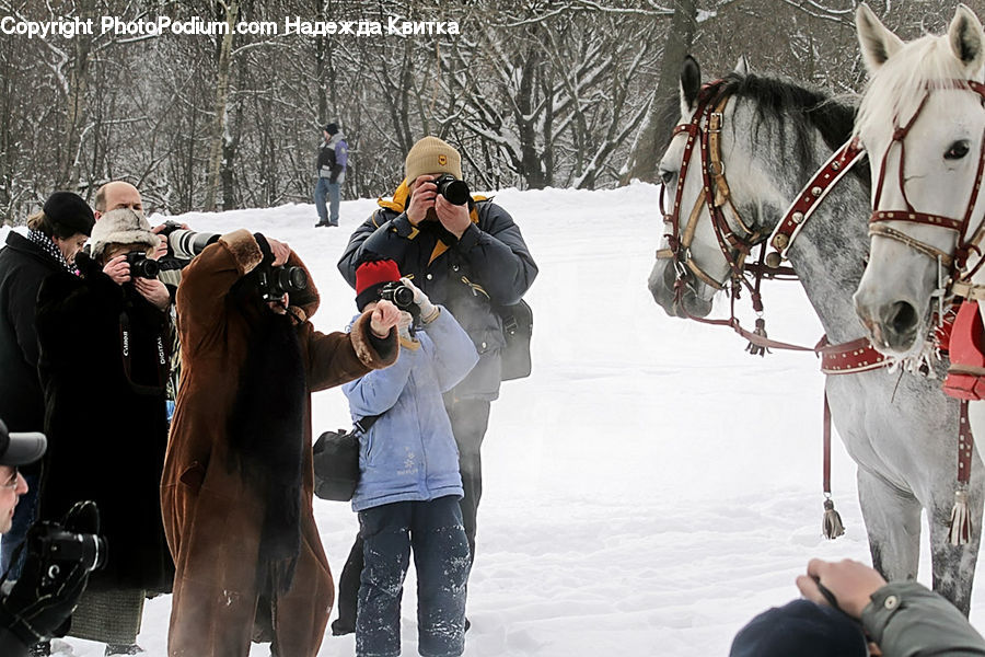 Human, People, Person, Animal, Horse, Mammal, Collage