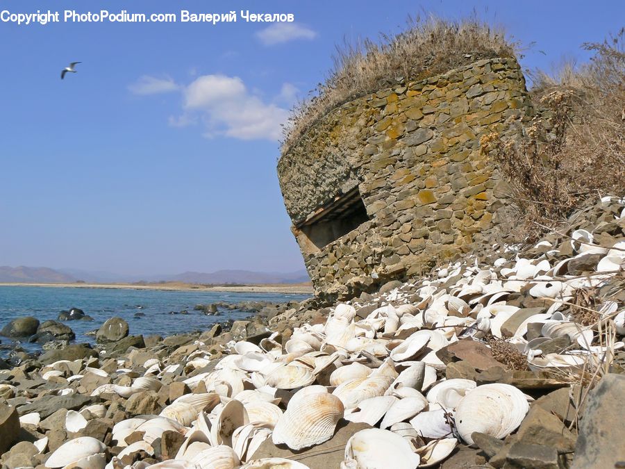 Rubble, Bird, Pelican, Coast, Outdoors, Sea, Water