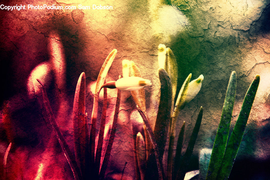 Cactus, Plant, Aloe, Leaf, Blossom, Flora, Flower