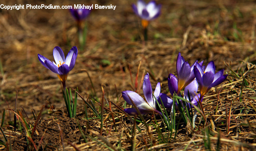 Blossom, Crocus, Flora, Flower, Plant