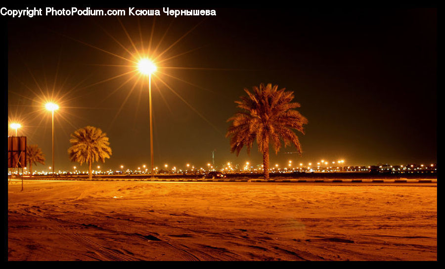 Fireworks, Night, Outdoors, Plant, Tree, Road, Palm Tree