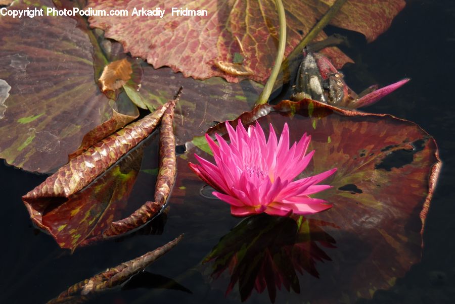 Flower, Lily, Plant, Pond Lily, Cactus, Blossom, Flora