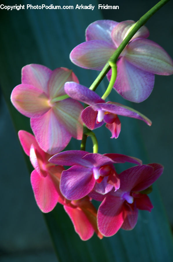 Blossom, Flora, Flower, Plant, Geranium, Gladiolus, Aquilegia