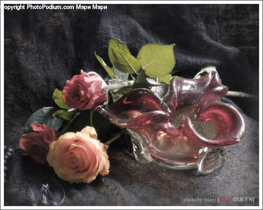 Blossom, Flower, Plant, Rose, People, Person, Human