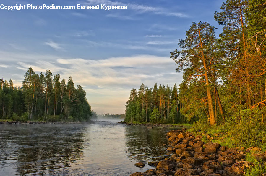 Conifer, Fir, Plant, Tree, Lake, Outdoors, Water
