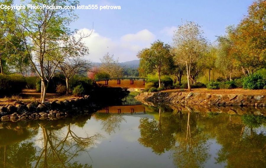 Outdoors, Pond, Water, Forest, Grove, Land, Blossom