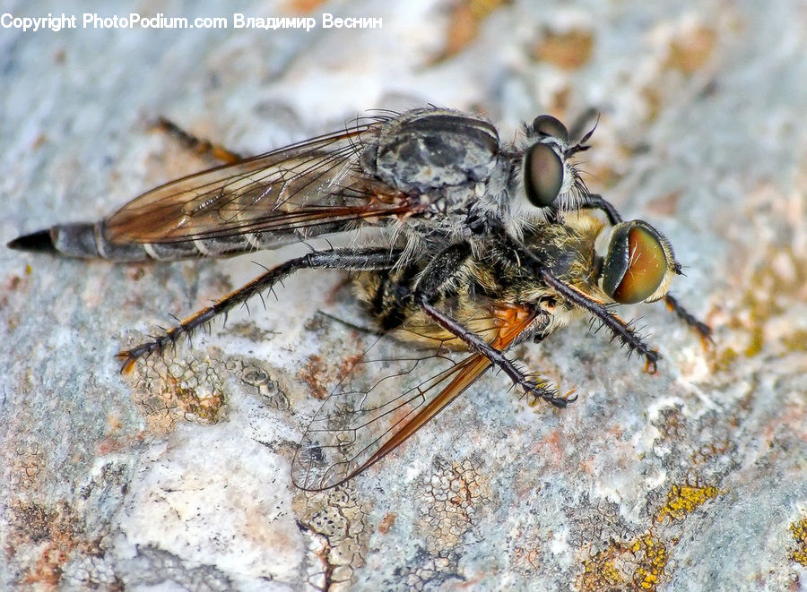 Asilidae, Insect, Apidae, Bee, Bumblebee, Fly, Invertebrate