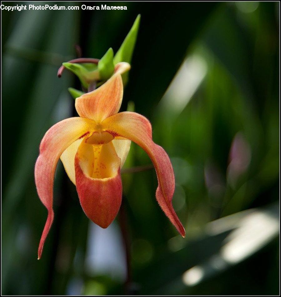 Flora, Flower, Gladiolus, Plant, Blossom, Amaryllis, Aquilegia
