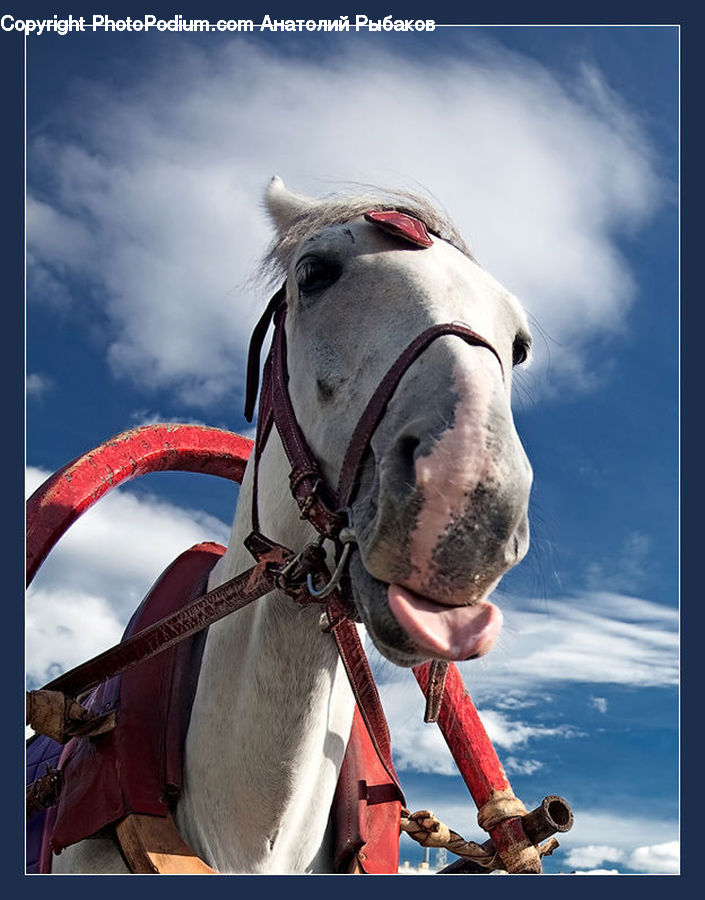 Animal, Horse, Mammal, Equestrian, Person, Leisure Activities, Face