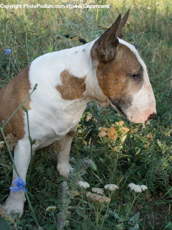 Animal, Canine, Dog, Mammal, Pet, Pointer