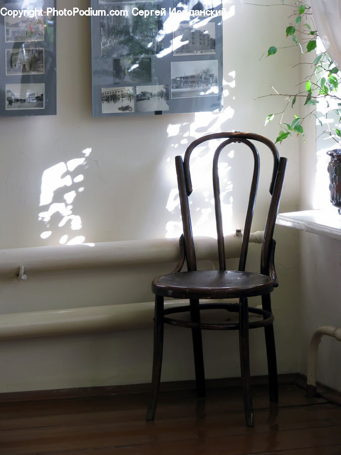 Plant, Potted Plant, Chair, Furniture, Dining Table, Table, Dining Room
