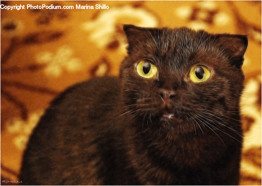 Animal, Cat, Mammal, Manx, Pet, Abyssinian