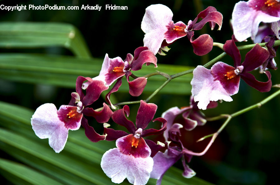 Blossom, Flora, Flower, Plant, Geranium, Petal, Gladiolus