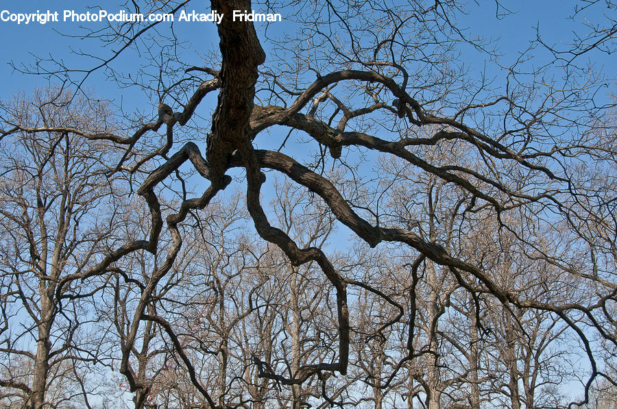 Plant, Tree, Oak, Wood, Sycamore, Tree Trunk, Birch