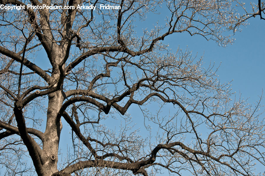 Plant, Tree, Oak, Wood, Sycamore, Tree Trunk, Birch