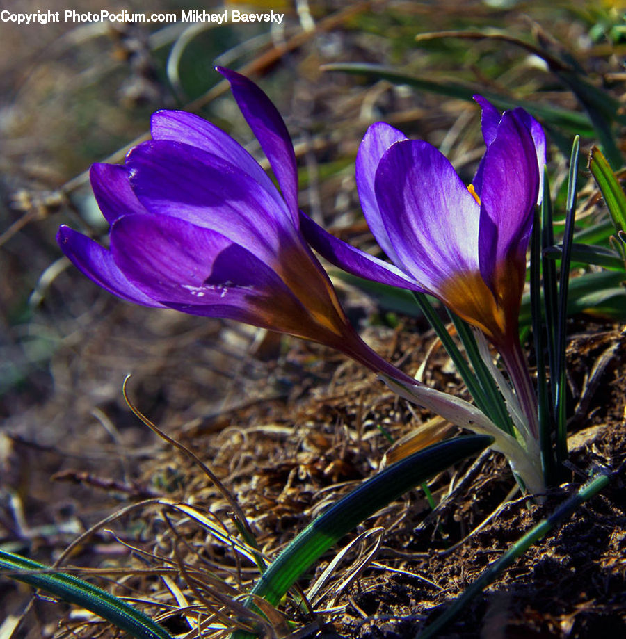 Blossom, Crocus, Flora, Flower, Plant, Field, Grass