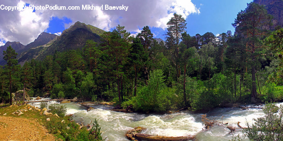 Creek, Outdoors, River, Water, Forest, Vegetation, Nature
