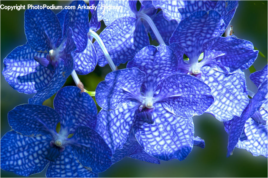 Blossom, Flora, Flower, Plant, Sea Life, Fractal, Lupin