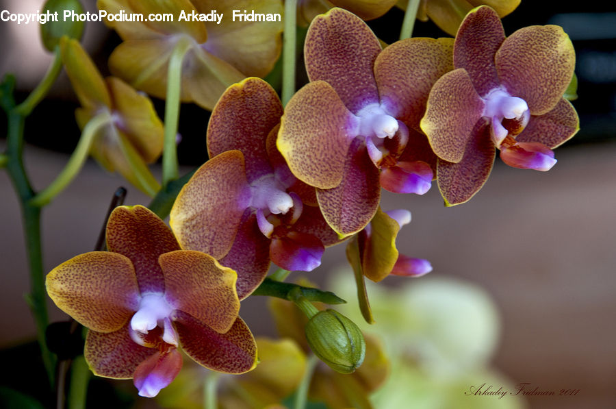 Blossom, Flora, Flower, Orchid, Plant, Petal, Lilac