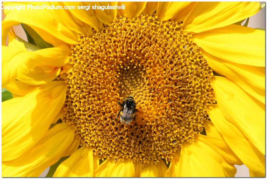 Blossom, Flora, Flower, Plant, Sunflower, Petal