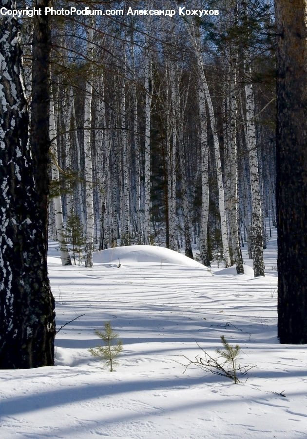 Forest, Vegetation, Birch, Tree, Wood, Fir, Grove
