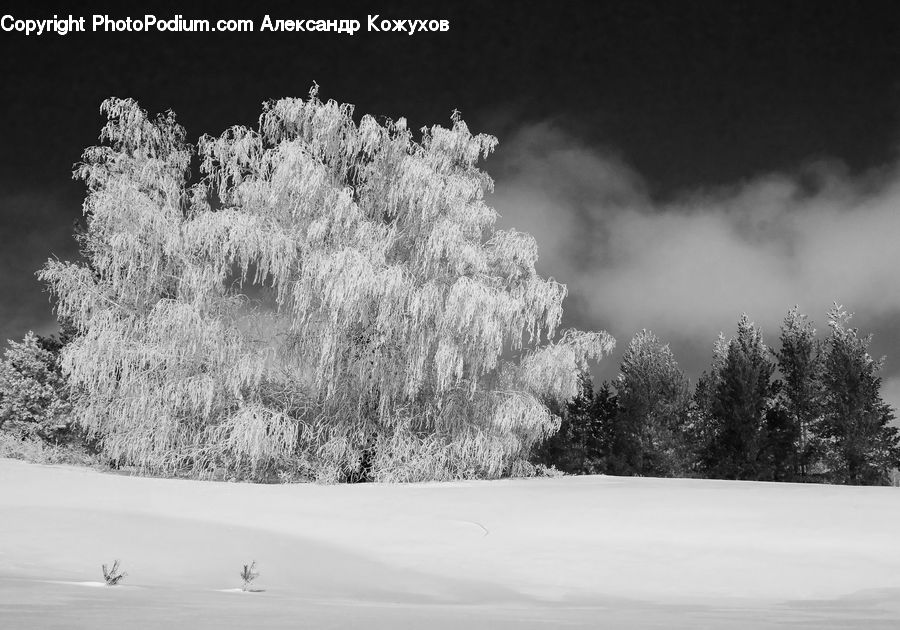 Bush, Plant, Vegetation, Ice, Outdoors, Snow, Conifer