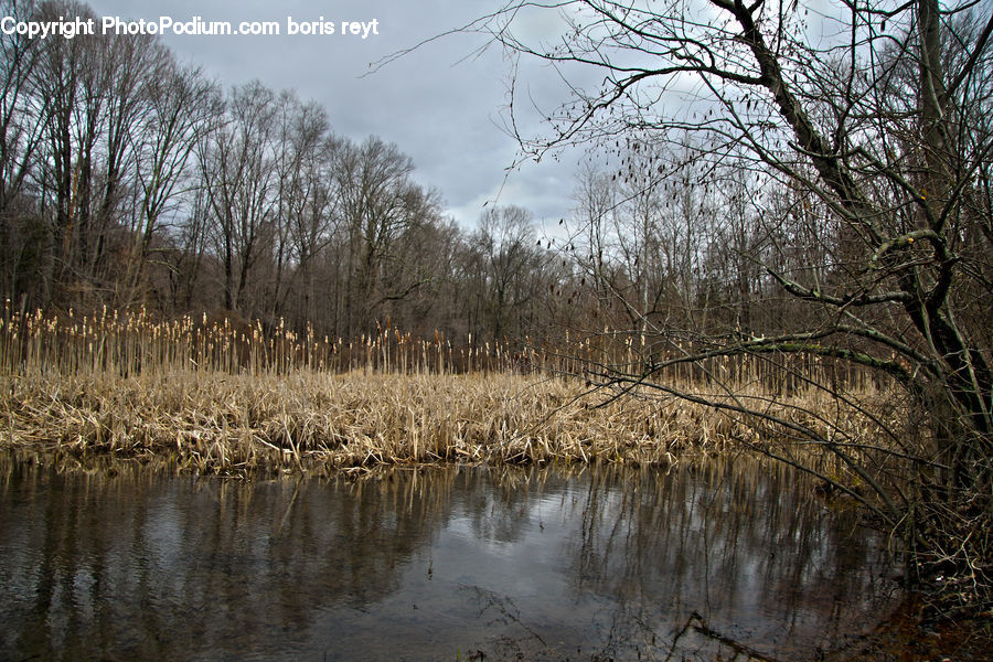 Land, Marsh, Outdoors, Swamp, Water, Field, Grass