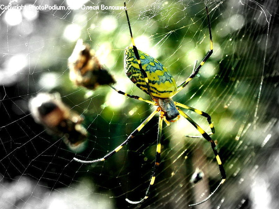 Arachnid, Garden Spider, Insect, Invertebrate, Spider, Argiope, Intersection