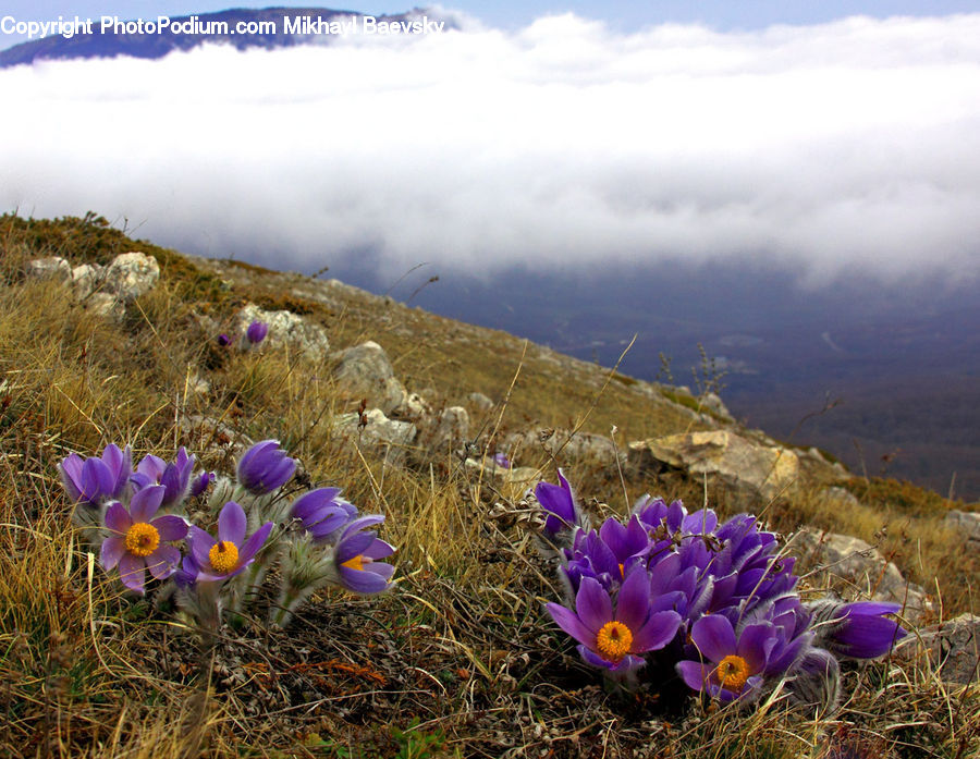 Blossom, Crocus, Flora, Flower, Plant, Outdoors, Plateau