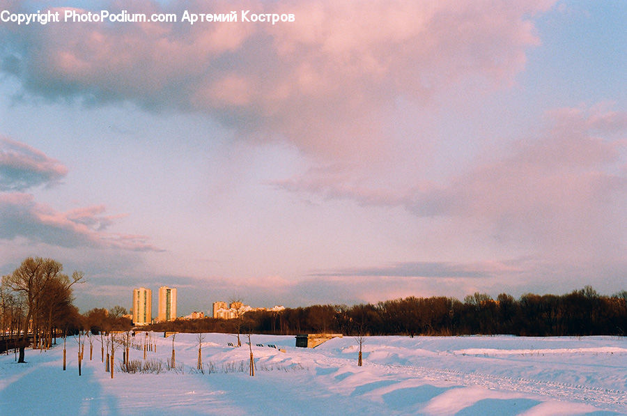Plant, Tree, Forest, Grove, Land, Hotel, Resort