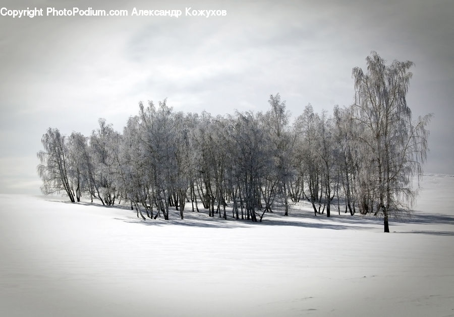 Plant, Tree, Ice, Outdoors, Snow, Forest, Vegetation