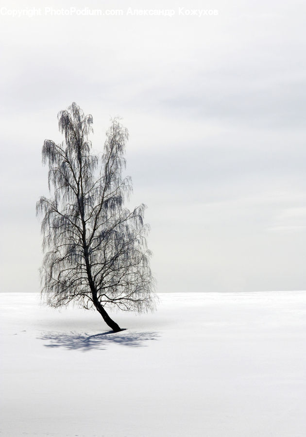 Plant, Tree, Oak, Wood, Landscape, Nature, Scenery