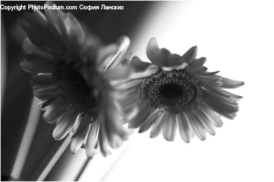 Blossom, Flora, Flower, Plant, Sunflower, Daisies, Daisy