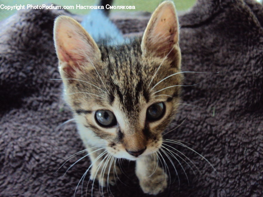 Animal, Cat, Kitten, Mammal, Pet, Abyssinian